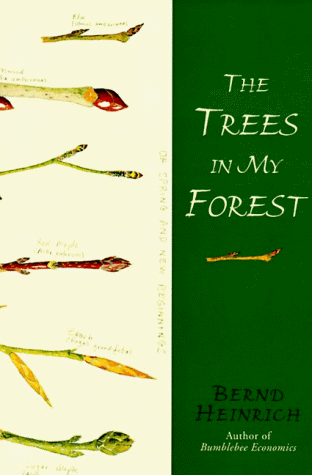The trees in my forest