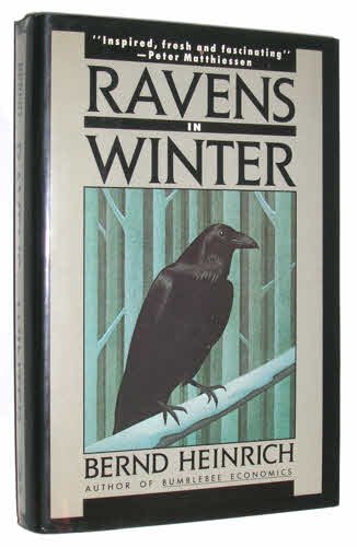 Ravens in winter