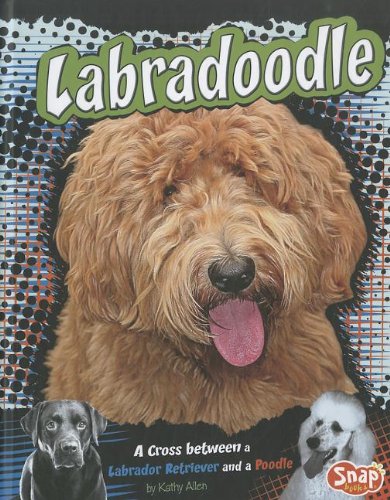 Labradoodle