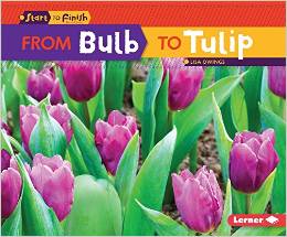 From Bulb to Tulip