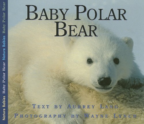 Baby polar bear