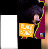 Black Bears