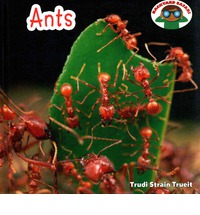 Ants